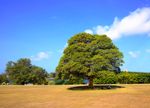 tree microclimate