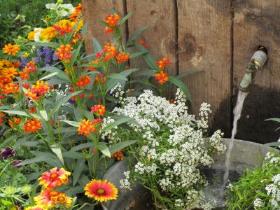 Tin Tub Filling With Water Surrounded By Flowers