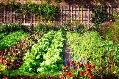 Vegetable Garden With Rows Of Plants