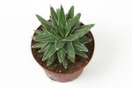 Agave Pot Planted as a Houseplant