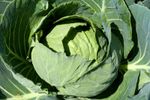 Large Kaitlin Cabbage Plant