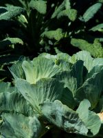 Parel Hybrid Cabbage