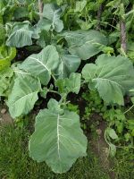 Portuguese Cabbage With Big Leaves