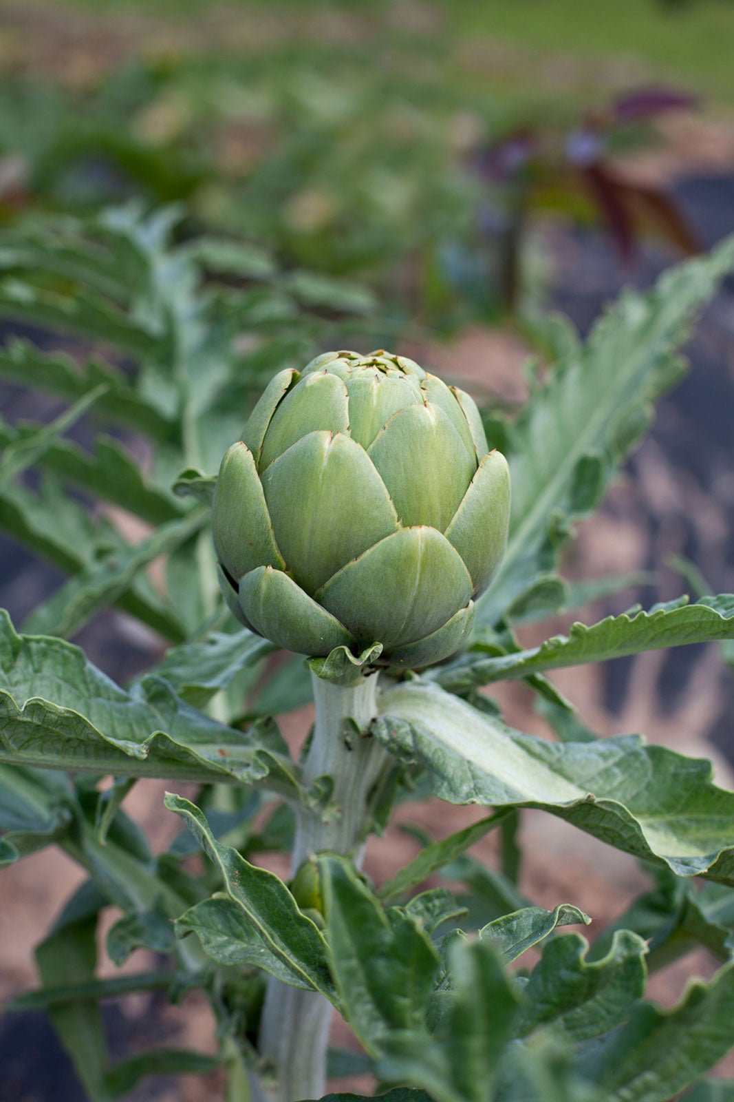 Potted Artichoke Care Can You Plant An Artichoke In A Container,Msg In Food Side Effects