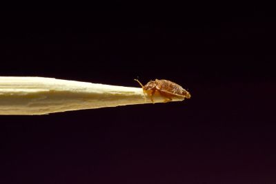 Bed Bug On Wooden Stick