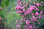 Pink Flowered Boronia Shrubs