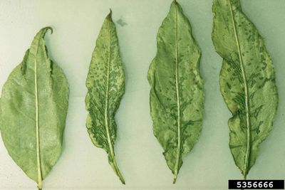 Cherry Rasp Leaf Virus