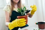 Woman Putting Soil In Potted Succulent Plant