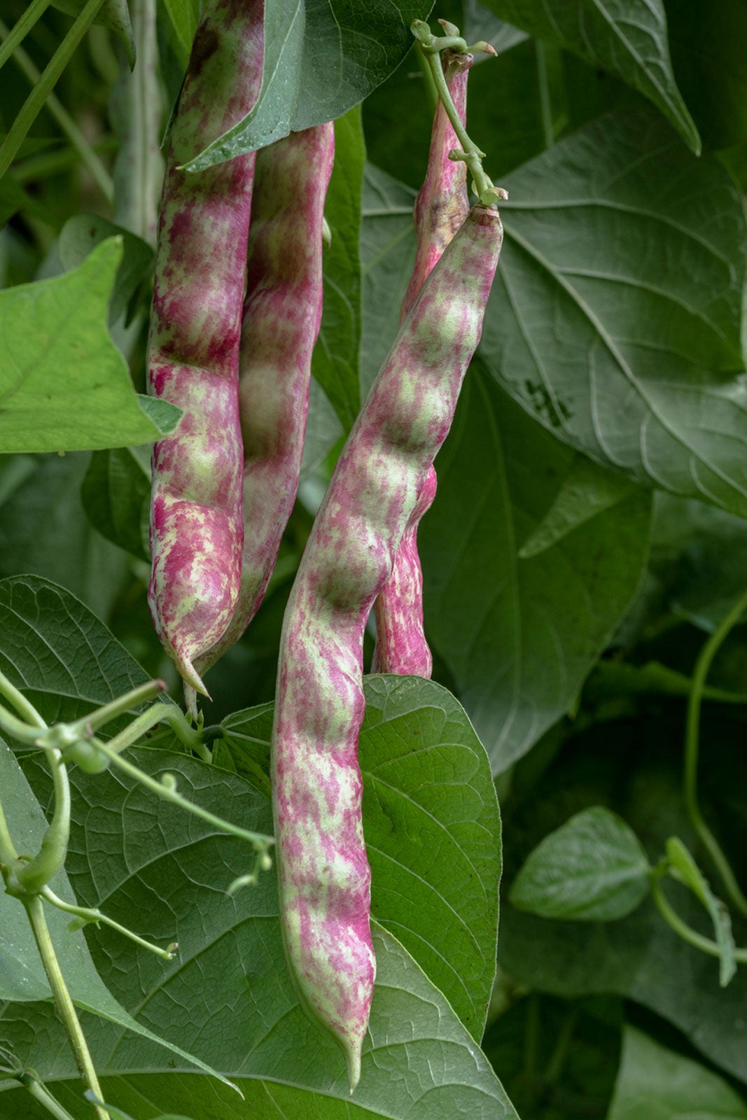 what is a horticultural bean: how to grow french horticultural beans