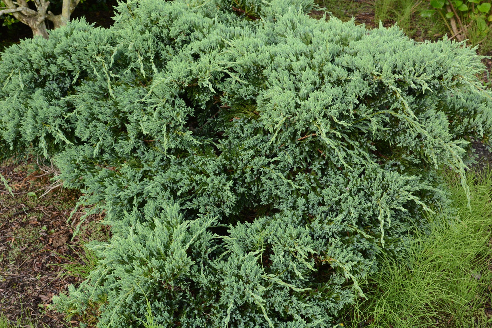 Growing Japanese Junipers How To Care For Japanese Juniper Shrubs