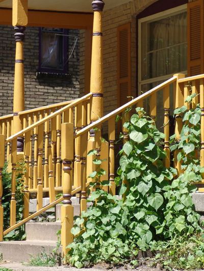Vine Plants Growing Up Porch Railing