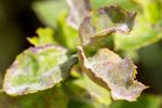 Browning Leaves Covered In Powdery Mildew