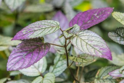 Purple-Green Leaved Crimson Ivy Plant