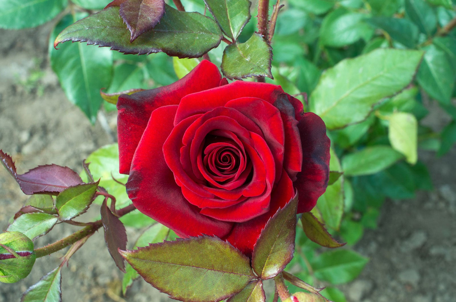 A red rose on a plant