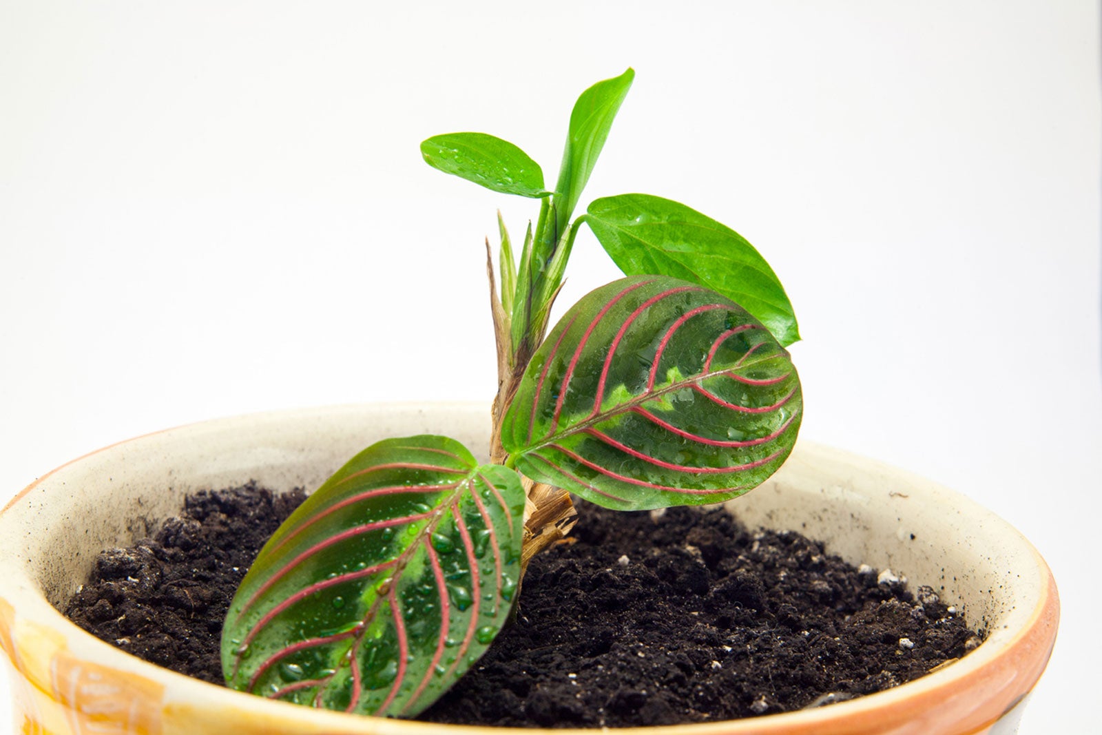 Maranta plant care indoor