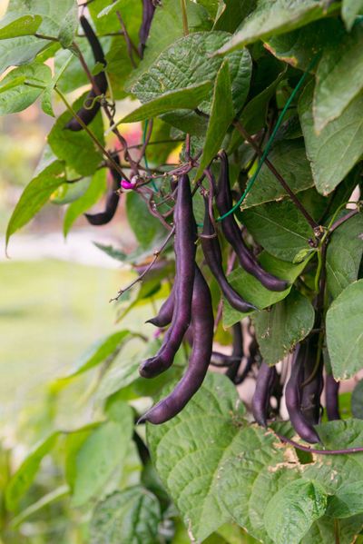 Royalty Purple Pod Bush Beans
