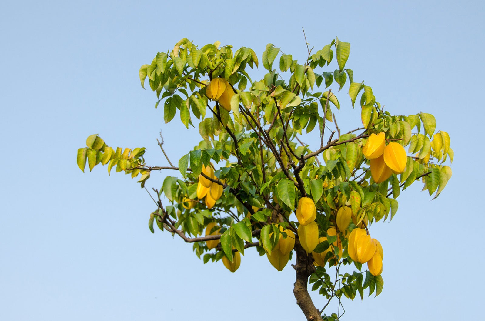 Star fruit tree varieties
