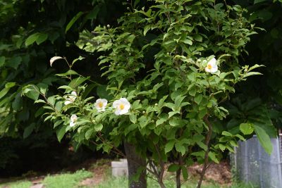 Japanese Stewartia Tree With White Flowers