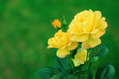 10 Yellow Rose seeds Beautiful flowers M85 