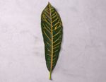 Green Leaf With Yellow Veins