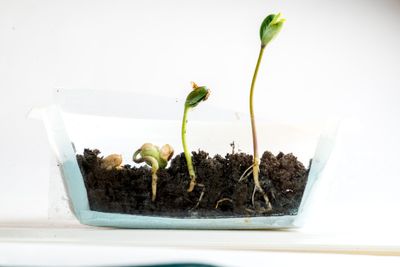 What Causes Seed Germination – Learn About Germination Factors For Seeds