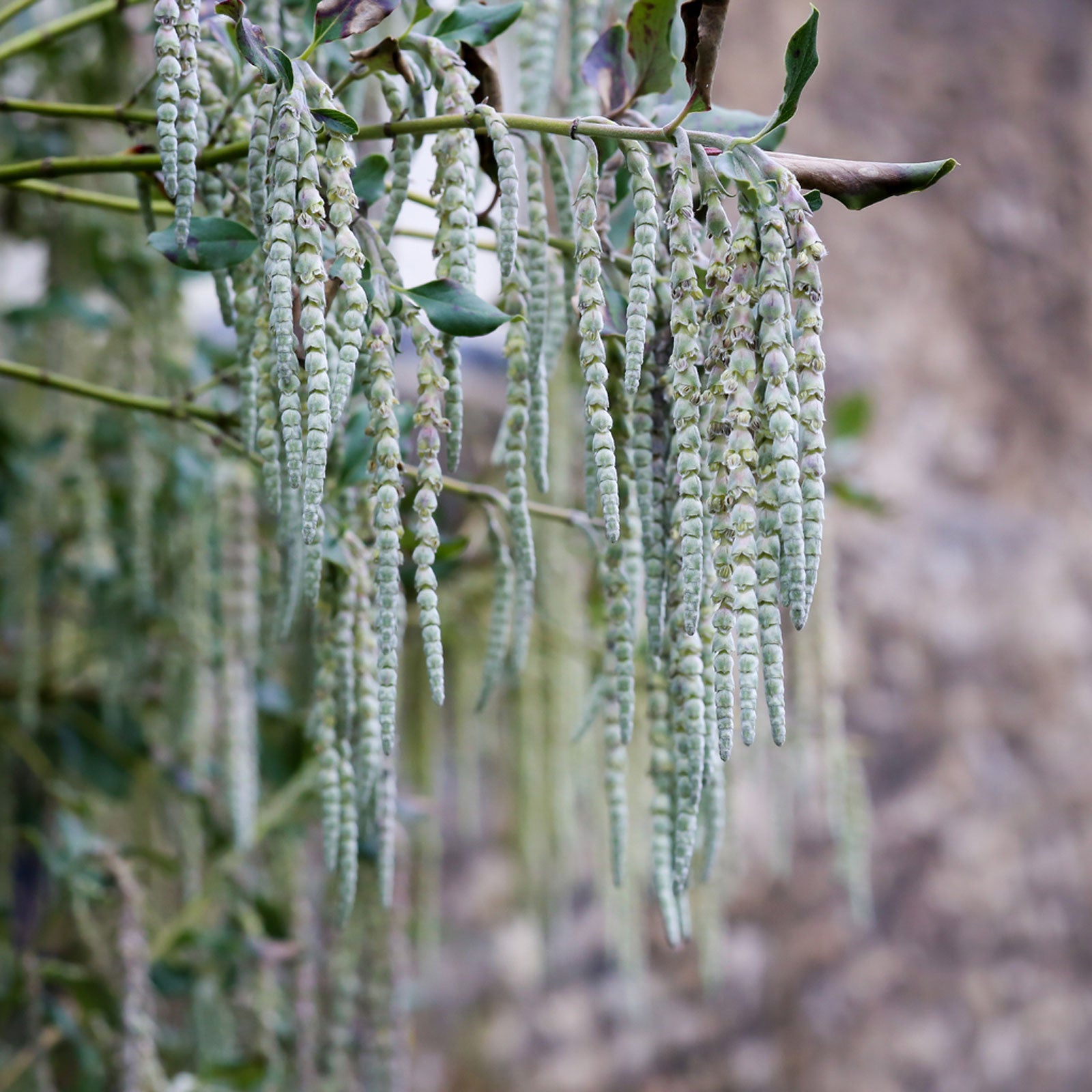 Image of Silk Tassel Bush plant