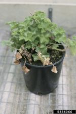 Leaf Spot And Stem Rot On Potted Geranium Plant