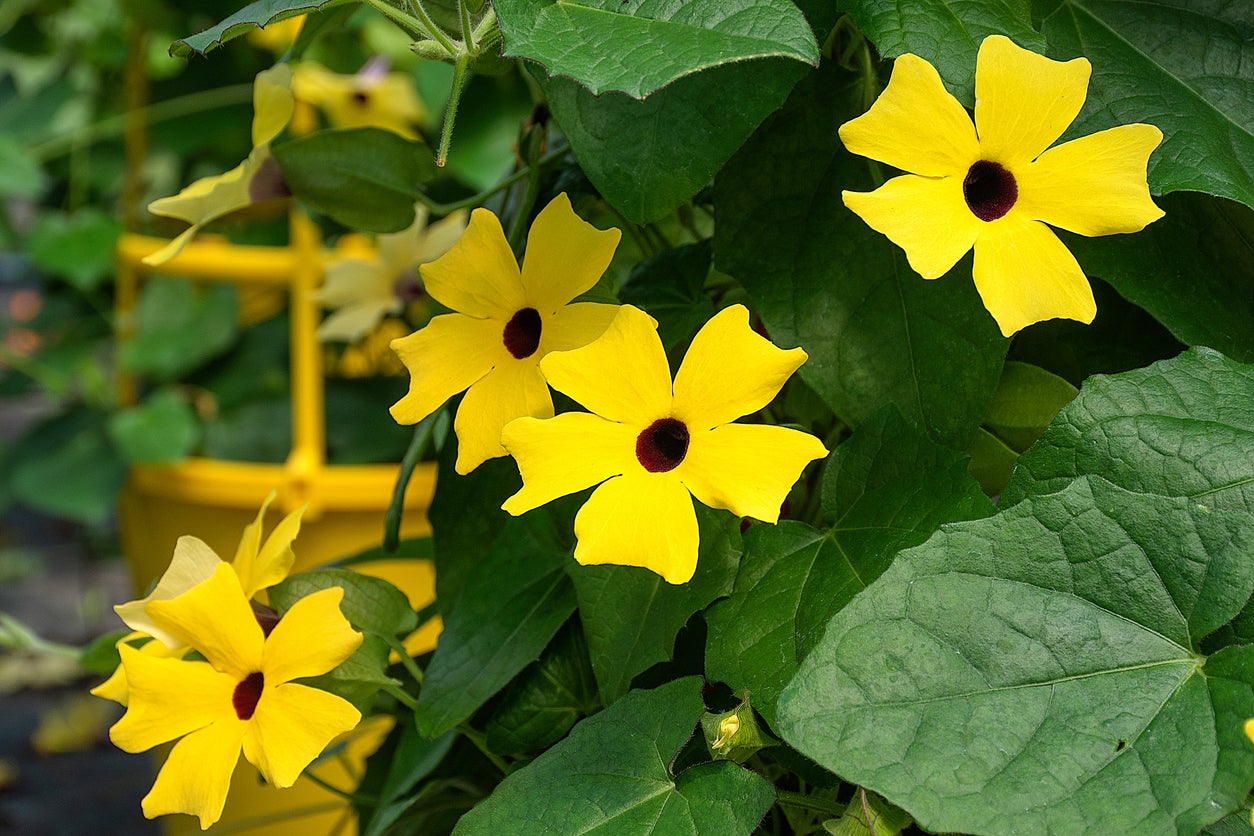 black-eyed-susan-vine-in-containers-growing-potted-black-eyed-susan-vines