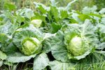 Green Cabbage Plants