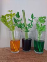 Celery In Three Different Colored Cups For Dye Experiment