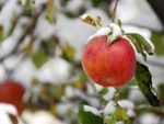Apple Tree Covered In Snow