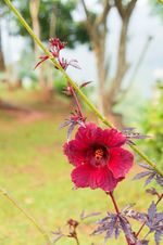 cranberry hibiscus