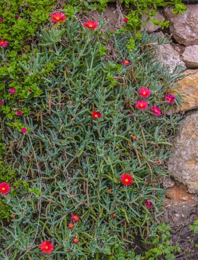 How To Grow Succulents As Groundcover, Succulent Ground Covers
