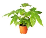Potted Fatsia Plant