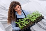 Woman Holding Sprouting Plants In A Greenhouse