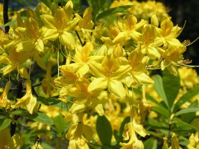 Yellow Honeysuckle Azalea Flowers
