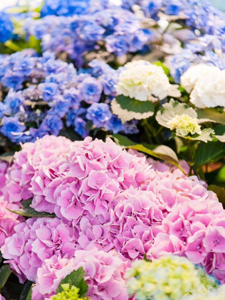 hydrangea flowers in blue pink and white