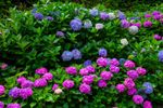 Hydrangea Flower Variety