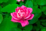 Bright Pink Knock Out Rose