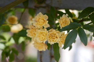 Yellow Lady Banks Roses