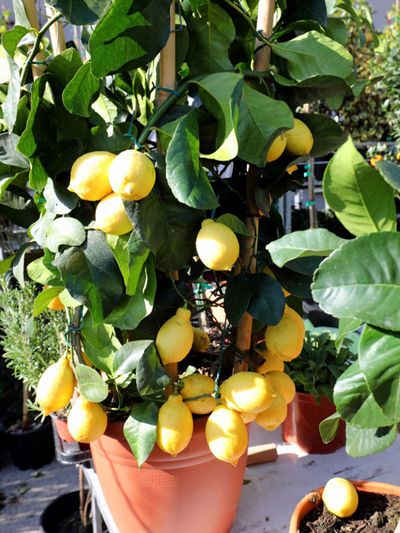 Lemon Tree Growing In A Large Container
