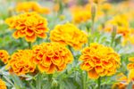 Yellow-Orange Marigold Flowers
