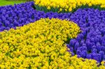 Unique Flower Bed Design With Purple And Yellow Bulbs