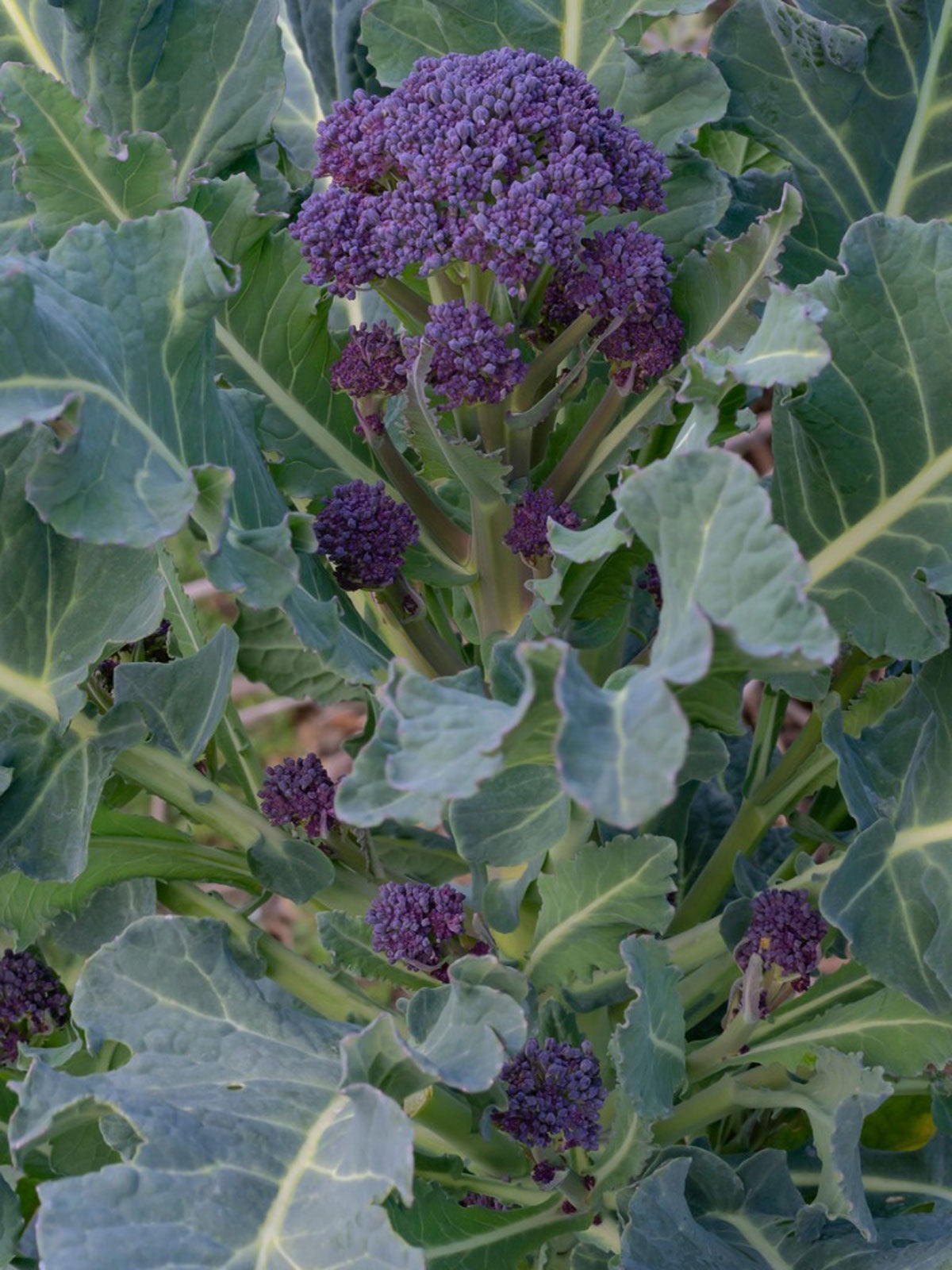 Broccoli Purple Sprouting GROW Your Own as it’s Easy & Satisfying 50 Seeds 