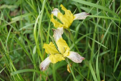 Yellow Reichenbachii Iris Plants