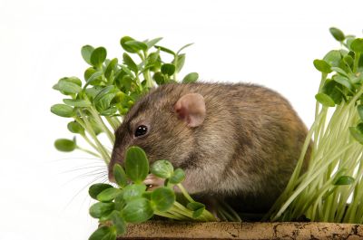 Rodent Eating Seedling Plants