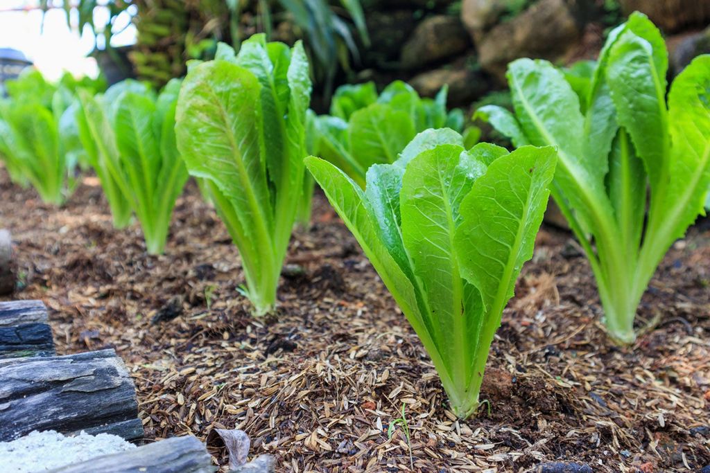 lettuce romaine romain gardeningknowhow parris heirloom lattuga planting coltivazione lechuga metro hispanic ilgiardino homeguides sfgate