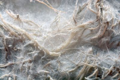 White Fibers Over Plant Roots