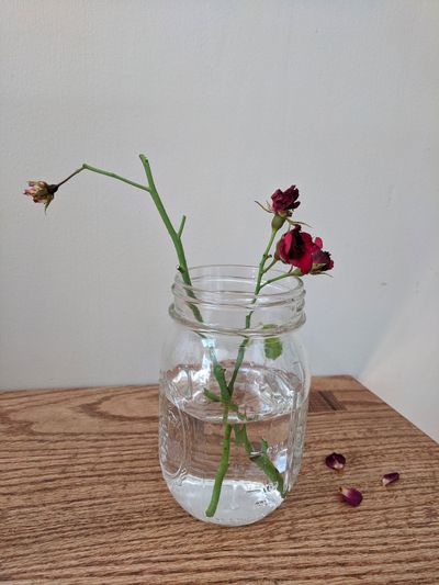 Rose Cuttings In A Mason Jar Of Water