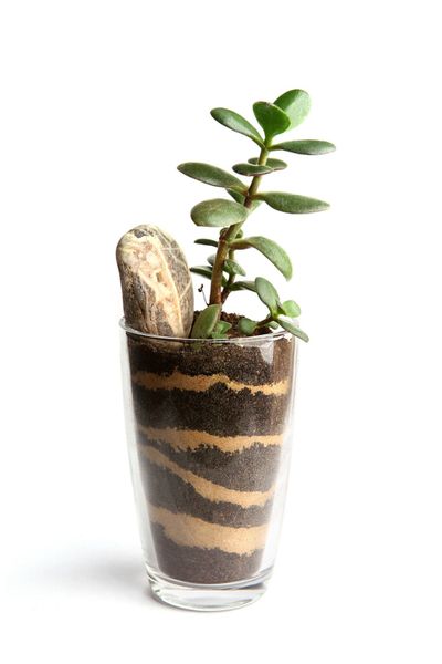 Plant Cutting In A Glass Of Soil And Sand